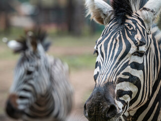 close up of a zebra © Muren