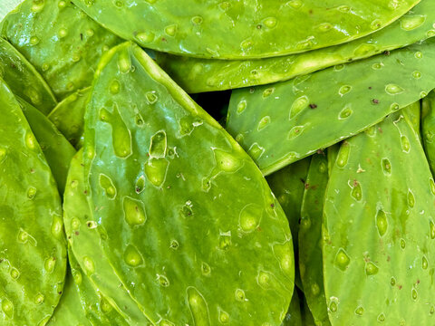 Fresh Green Nopales Cactus Paddles at Mexican Market &ndash; Traditional Food Background Closeup