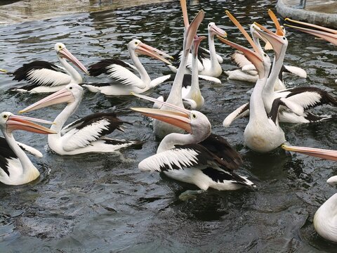 pelicans in Zoo