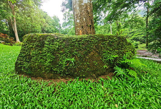 Mossy stone base around a tree trunk in a lush green garden.