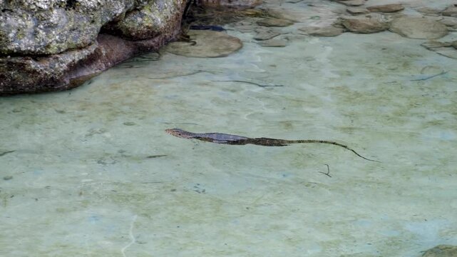 Asian water monitor lizard reptile Varanus salvator swimming in coastal ocean water on Pulau Weh in Aceh, Indonesia