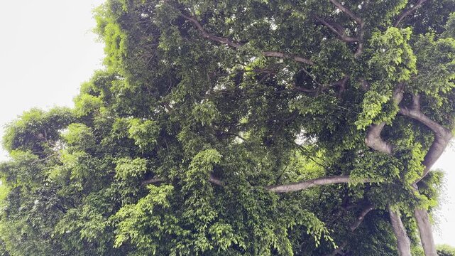 Ficus microcarpa, Chinese banyan, Hill's weeping fig, small-fruited fig, Malayan banyan, Indian laurel, or curtain fig, is a species of banyan tree in the family Moraceae. Honolulu, Oahu, Hawaii.