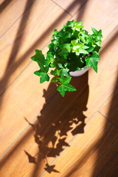 窓辺の観葉植物ヘデラ