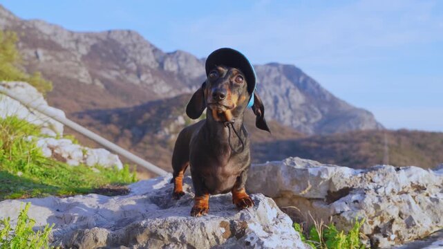 A black and tan dachshund dog wearing a blue sun hat stands on white rocks in the mountains, tilting its head up and sniffing the air, a fun hiking adventure with a scenic view.