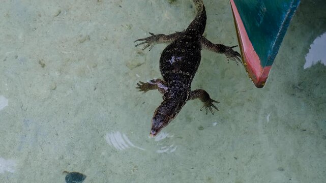 Asian water monitor lizard Varanus salvator floating on ocean surface next to fishing boat on Pulau Weh Aceh Indonesia