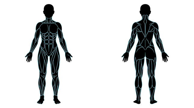 Female muscular anatomy vector illustration featuring front and back views of the human body with highlighted muscle groups on a black silhouette isolated on white background.