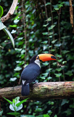 Obraz premium toucan on a branch