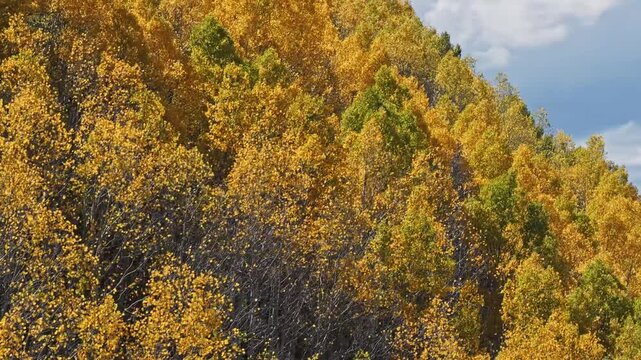 Yellow autumn leaves on birch trees filling a forest slope under a blue sky drone video 4K
