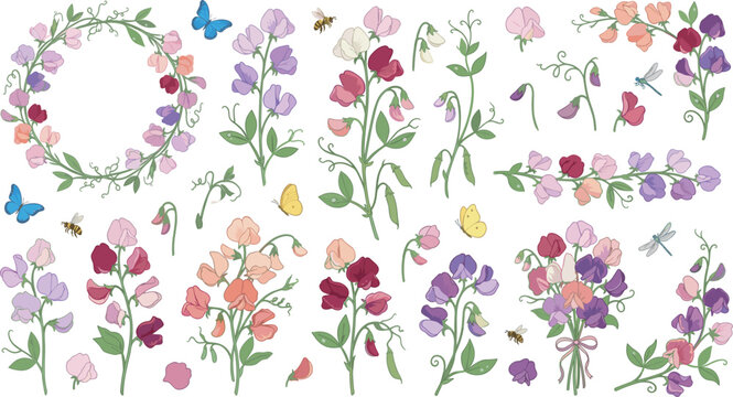 Beautiful blooming sweet pea flowers vector set with colorful spring blossoms bouquets climbing vines floral wreaths borders butterflies isolated on white background