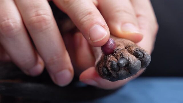 An adult gently holds and inspects a dog paw with a swollen purple cyst between the toes, a concept of pet health care and veterinary examination.