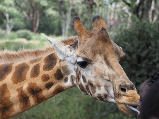 Giraffe Head and Long Neck with Extended Tongue at Giraffe Centre Nairobi Kenya © Sandy Kitten