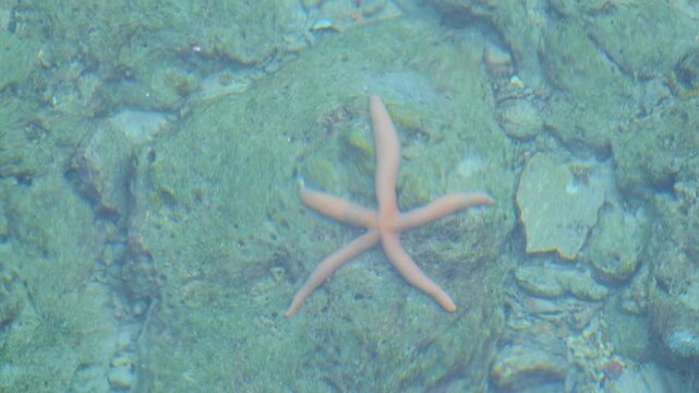 Slender orange sea star starfish Asteroidea in coral reef environment crystal clear ocean water with swell on tropical island in Indonesia