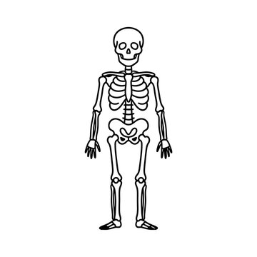 Human skeleton anatomy drawing in black line style offers scientific educational diagram for medical studies health clinics and halloween holiday decorations art.