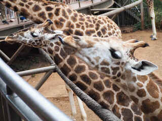 Mother Giraffe and Calf at Giraffe Centre Nairobi Kenya © Sandy Kitten