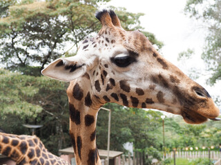 Giraffe Head and Long Neck Close Up at Giraffe Centre Nairobi Kenya © Sandy Kitten