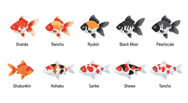 Educational chart illustrating different varieties of goldfish and koi fish breeds.