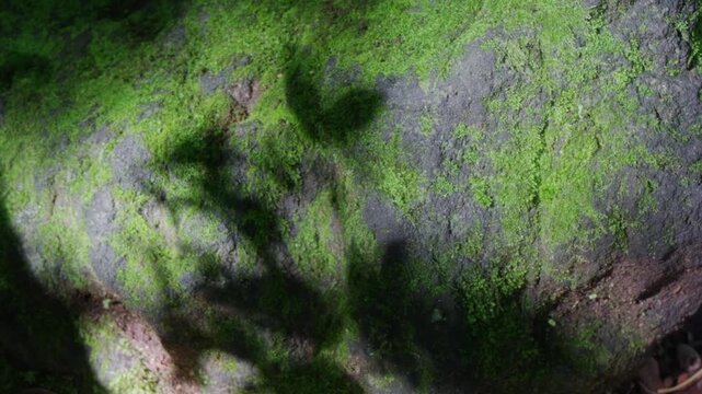風化した自然石の表面を覆う鮮やかな緑の苔の背景テクスチャ素材
