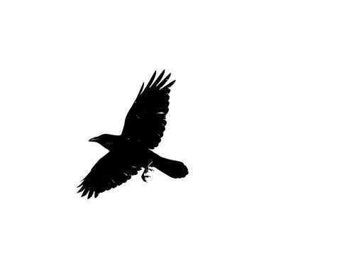 Black raven silhouette in flight, flying crow vector icon isolated on white background, gothic bird shape design element
