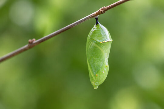 Green butterfly pupa on twig, nature transformation and growth concept