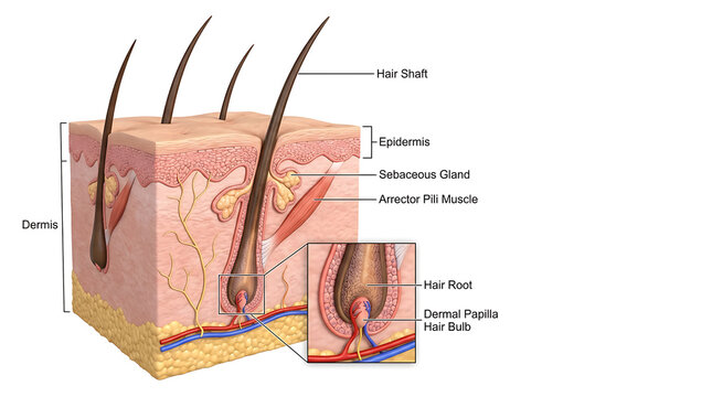 Anatomical illustration of human skin and hair follicle anatomy, detailing epidermis, dermis, hair shaft, roots, sebaceous glands, and arrector pili muscle