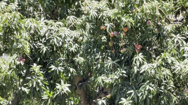 Mangifera indica, commonly known as the mango after its fruit, is an evergreen species of flowering plant in the family Anacardiaceae.  Waikiki, City of Honolulu, Oahu island, Hawaii
