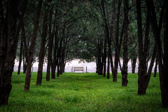 The "sea view" bench in a green clearing among tall dark trees in Ditan Park (Temple of Earth Park), Beijing, China, a place linked to the writer Shi Tiesheng