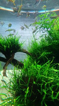 【Aquarium】Angelfish / Least rasbora / Red Tail Hemiodus 01［4K Vertical Angle Video］