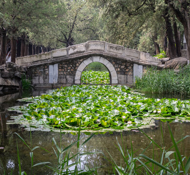 Stone arch bridge over a pond covered in lily pads, Summer Palace, Beijing, China