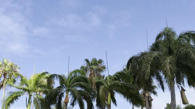  The Arecaceae are a family of perennial, flowering plants in the monocot order Arecales. City of Honolulu, Oahu island, Hawaii.  