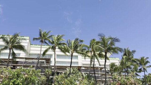 Coconut palm trees. The coconut (Cocos nucifera) is a member of the palm family (Arecaceae) . Hawaii Convention Center, City of Honolulu, Oahu island, Hawaii. Cassia x nealiae, rainbow shower tree
