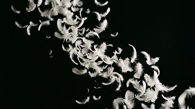Elegant White Down Feathers Falling Against Black Background