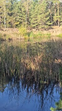 Still water mirrors tall reeds and pine trees. Blue ripples glow beneath golden sunlight. Foliage leans low, rustling gently. Pines stand tall, guarding quiet waters