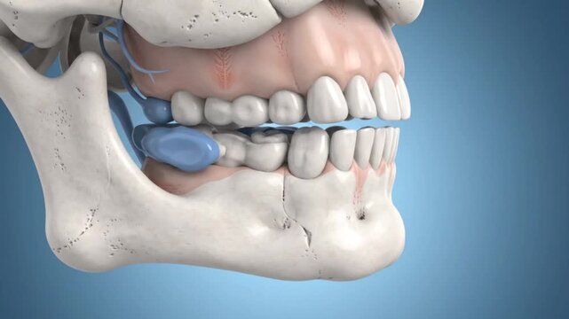 3D human jaw joint anatomy showing TMJ cartilage, teeth and skull moving, medical dental illustration animation on blue background, temporomandibular joint and bite mechanics concept