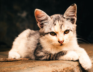 portrait of a cat © Solih