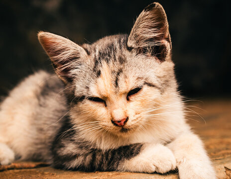 portrait of a cat