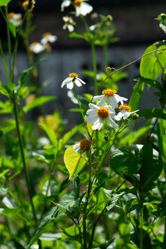 Beautiful Bidens Pilosa Flowers in Sunlight