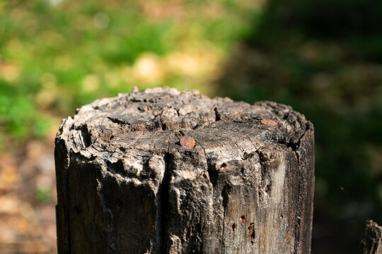 Weathered Wooden Post with Rusty Nail