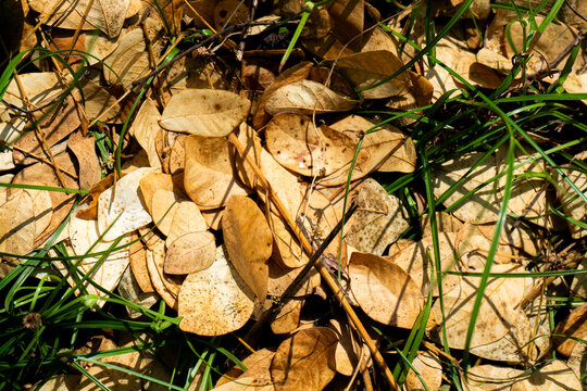 Dried Autumn Leaves and Green Grass Background