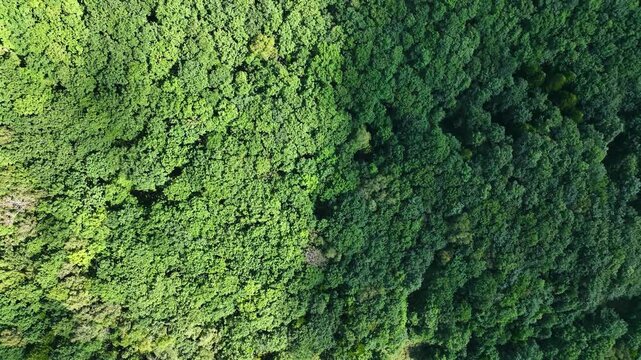 Drone aerial footage of a forest from directly above. Nature, environment, directly overhead, SDGs, ecology, fresh greenery, land, conservation, background, green