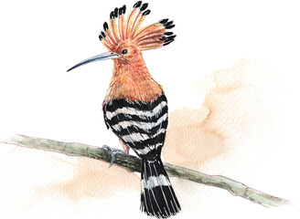 Hand drawn watercolor Eurasian hoopoe bird perched on tree branch with soft watercolor background texture clipart isolated png © UYAOWL