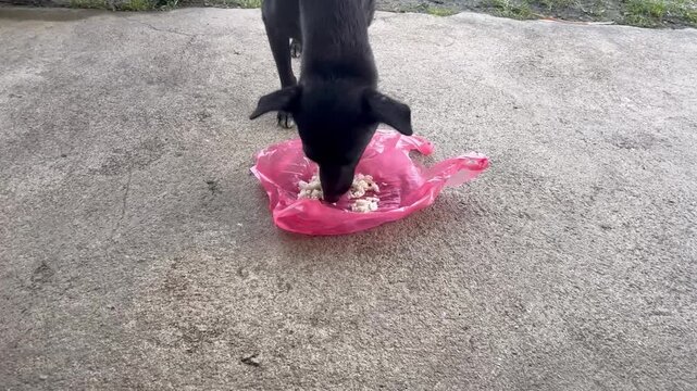 A black stray dog ​​is happily eating food that someone brought for it.