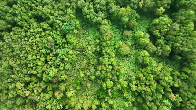 Drone aerial footage of a forest from directly above. Nature, environment, forest, SDGs, ecology, directly overhead, trees, plateau, mountainous area, landscape, scenery