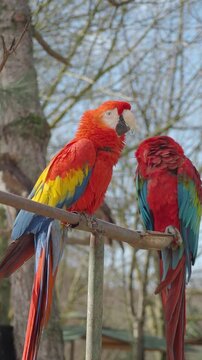 Two colorful parrots perched on a branch in a natural setting