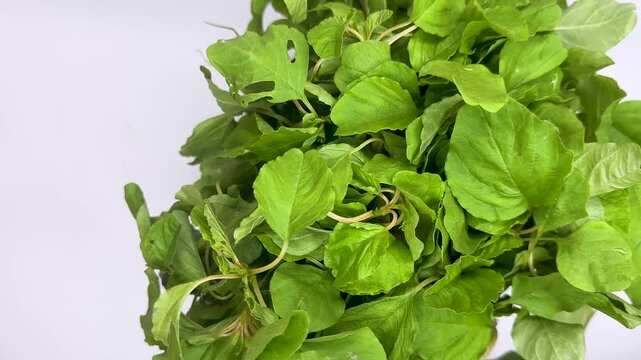 Fresh green amaranth leaves bundle rotating slowly on white background.