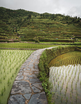 Stone path winding through rice terraces near Xijiang, Guizhou, China