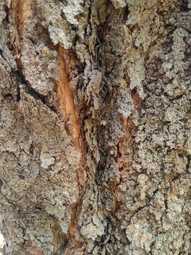tree bark texture
