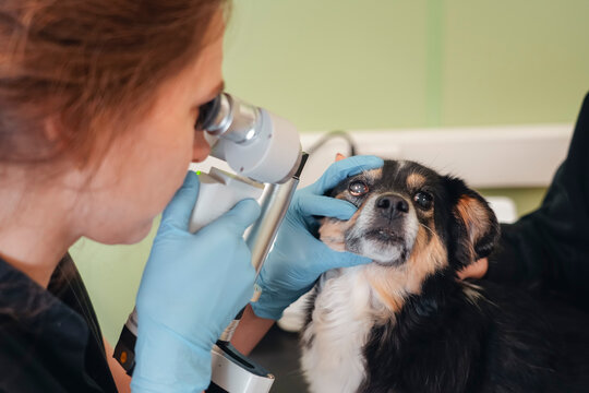 The exam takes place in a clean veterinary clinic focused on pet health. Veterinarian checks a puppy eye pressure with a tonometer while being held by an owner.
