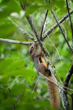 A squirrel clings to a tree branch amidst lush green foliage in a forested area.
