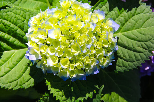 Close up hydrangea macrophylla flower on green leaf background