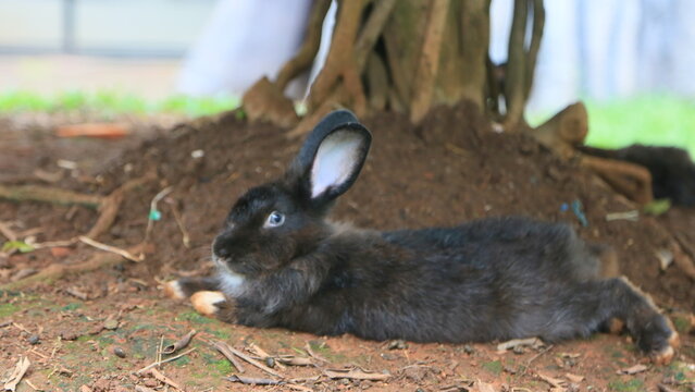 Cute small black bunny rabbit with white ear and paws sitting on dirt ground under tree trunk outdoors in park or garden resting.
